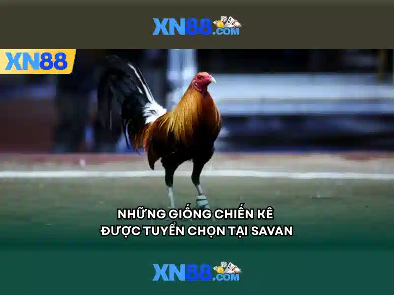 Đặc điểm nổi bật của Xn88 Đặc điểm nổi bật của Xn88