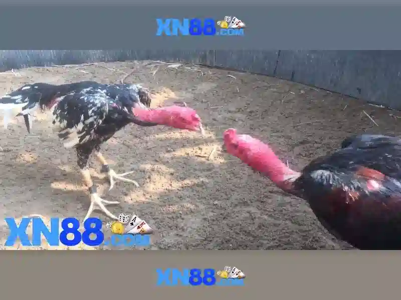 Hướng dẫn tham gia và thanh toán