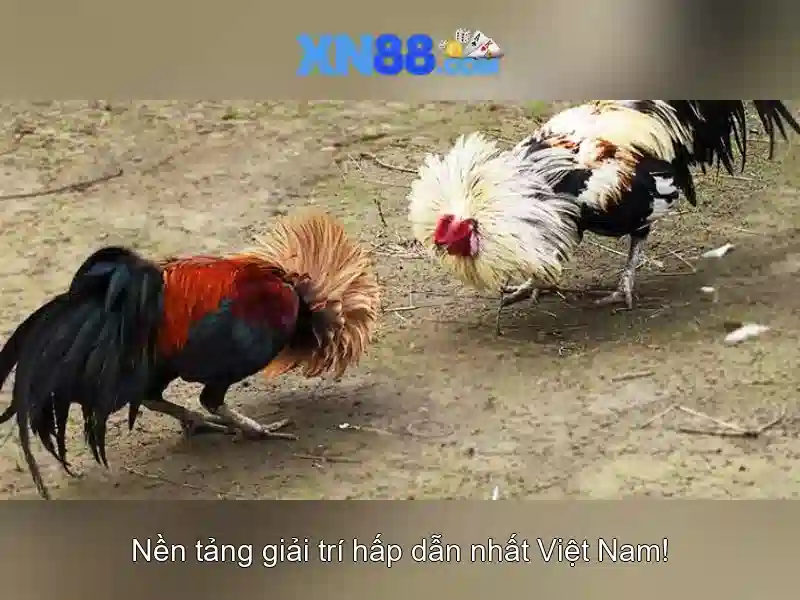 XN88 là gì và tại sao nhận được sự chú ý