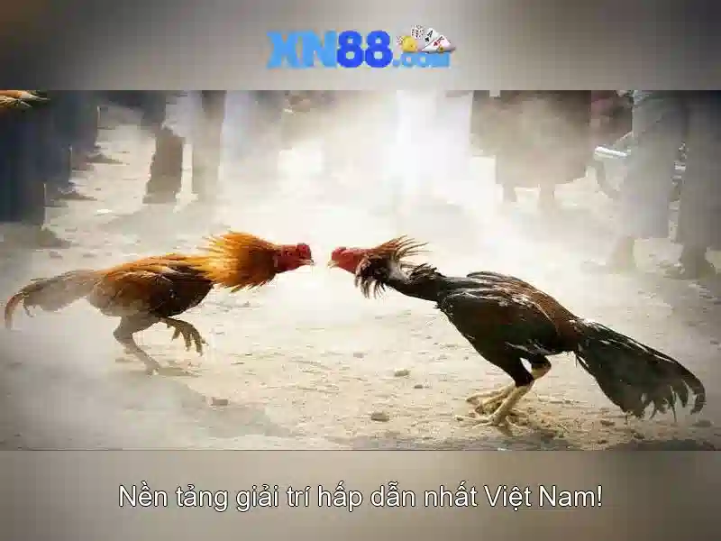 XN88: Một cái nhìn tổng quan về nền tảng cá cược trực tuyến XN88: Một cái nhìn tổng quan về nền tảng cá cược trực tuyến