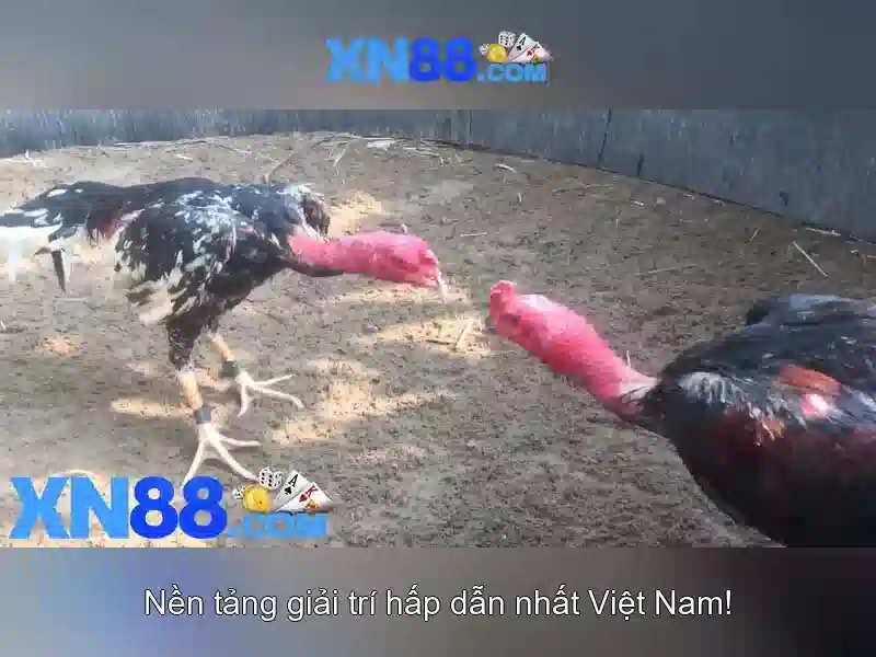 Tính năng và trò chơi có ở xn88 Tính năng và trò chơi có ở xn88