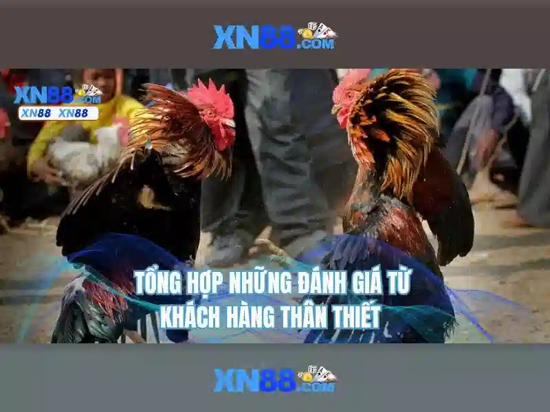 Giấy phép hoạt động XN88 uy tín và chính thống